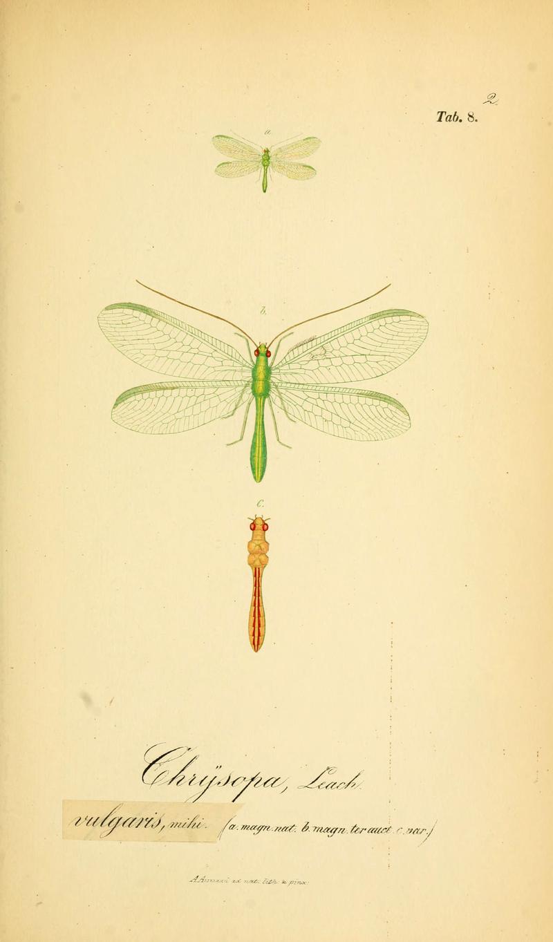 Symbolae ad monographiam generis chrysopae, Leach (6288921757)