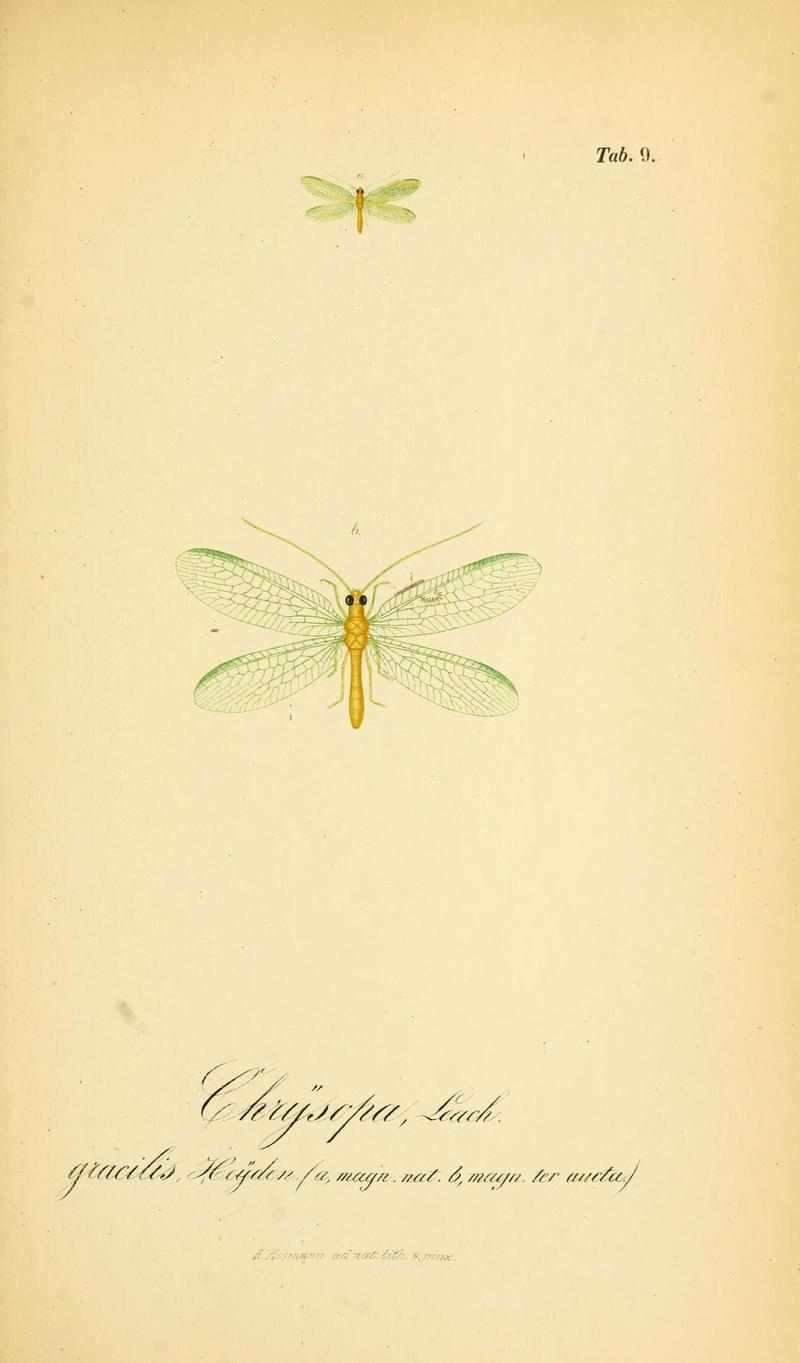 Symbolae ad monographiam generis chrysopae, Leach (6288921965)