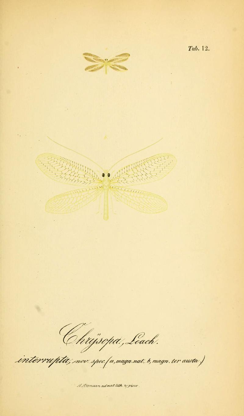 Symbolae ad monographiam generis chrysopae, Leach (6288922655)
