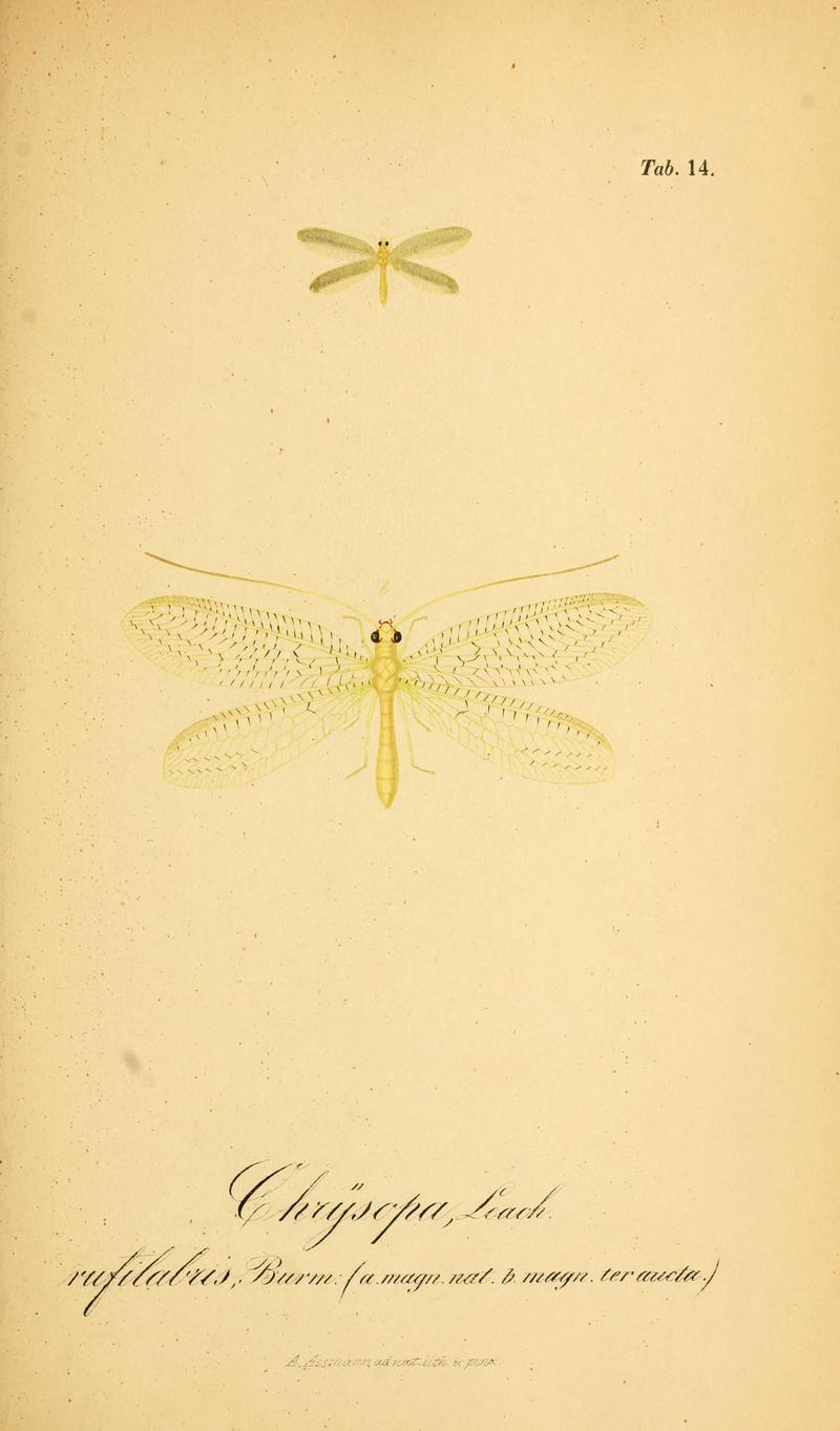 Symbolae ad monographiam generis chrysopae, Leach (6288923073)