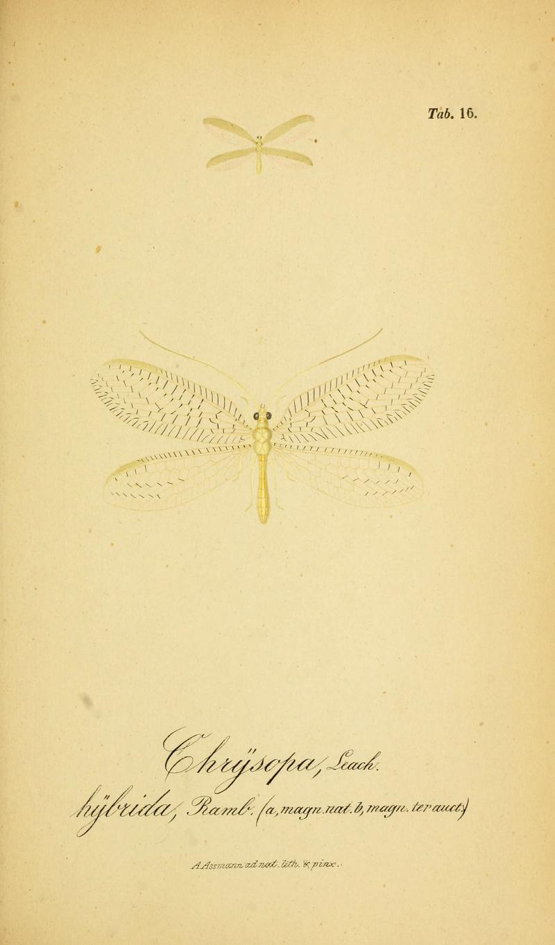 Symbolae ad monographiam generis chrysopae, Leach (6288923539)