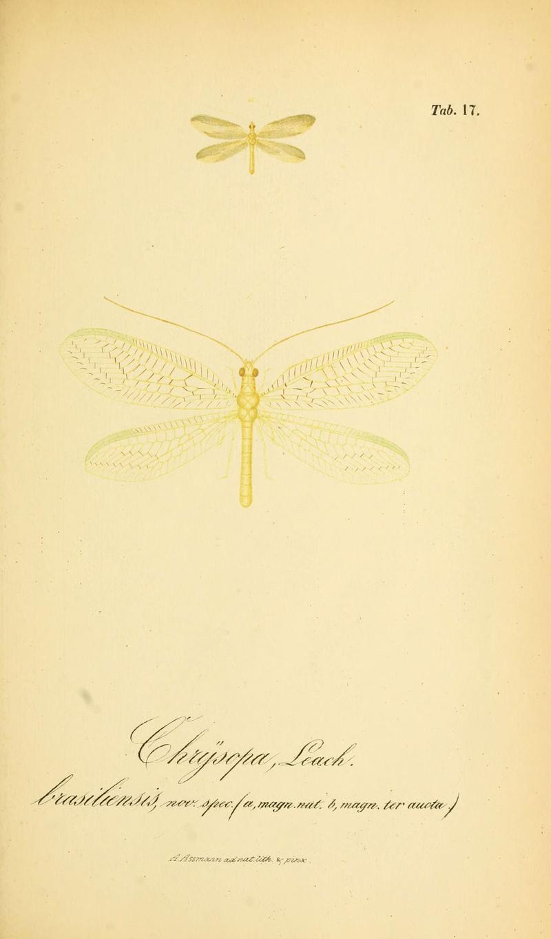 Symbolae ad monographiam generis chrysopae, Leach (6288923723)