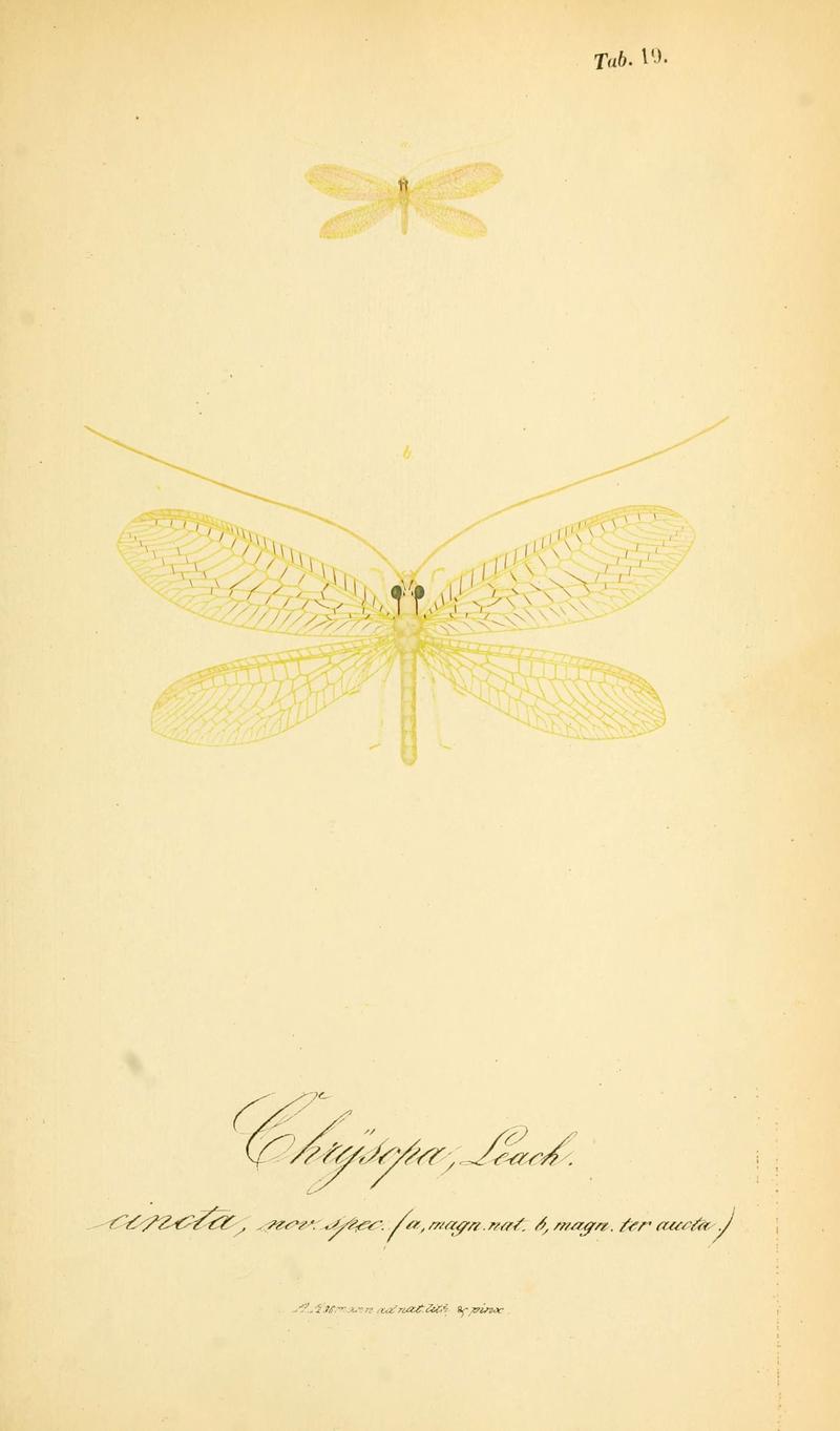 Symbolae ad monographiam generis chrysopae, Leach (6288924171)