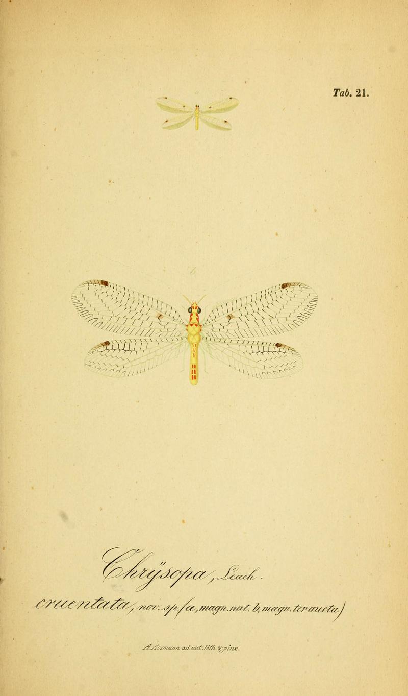 Symbolae ad monographiam generis chrysopae, Leach (6288924669)
