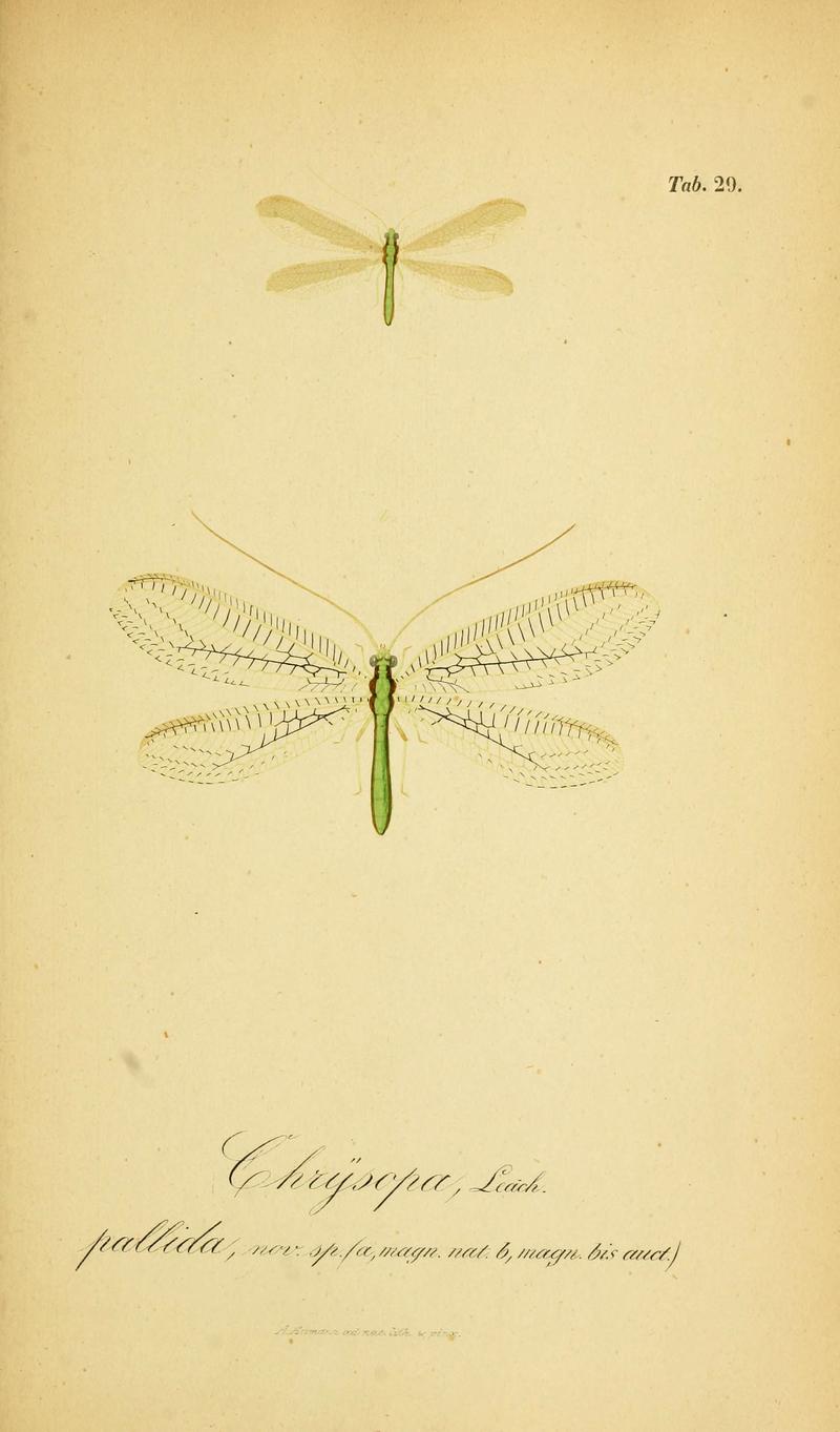 Symbolae ad monographiam generis chrysopae, Leach (6288926917)