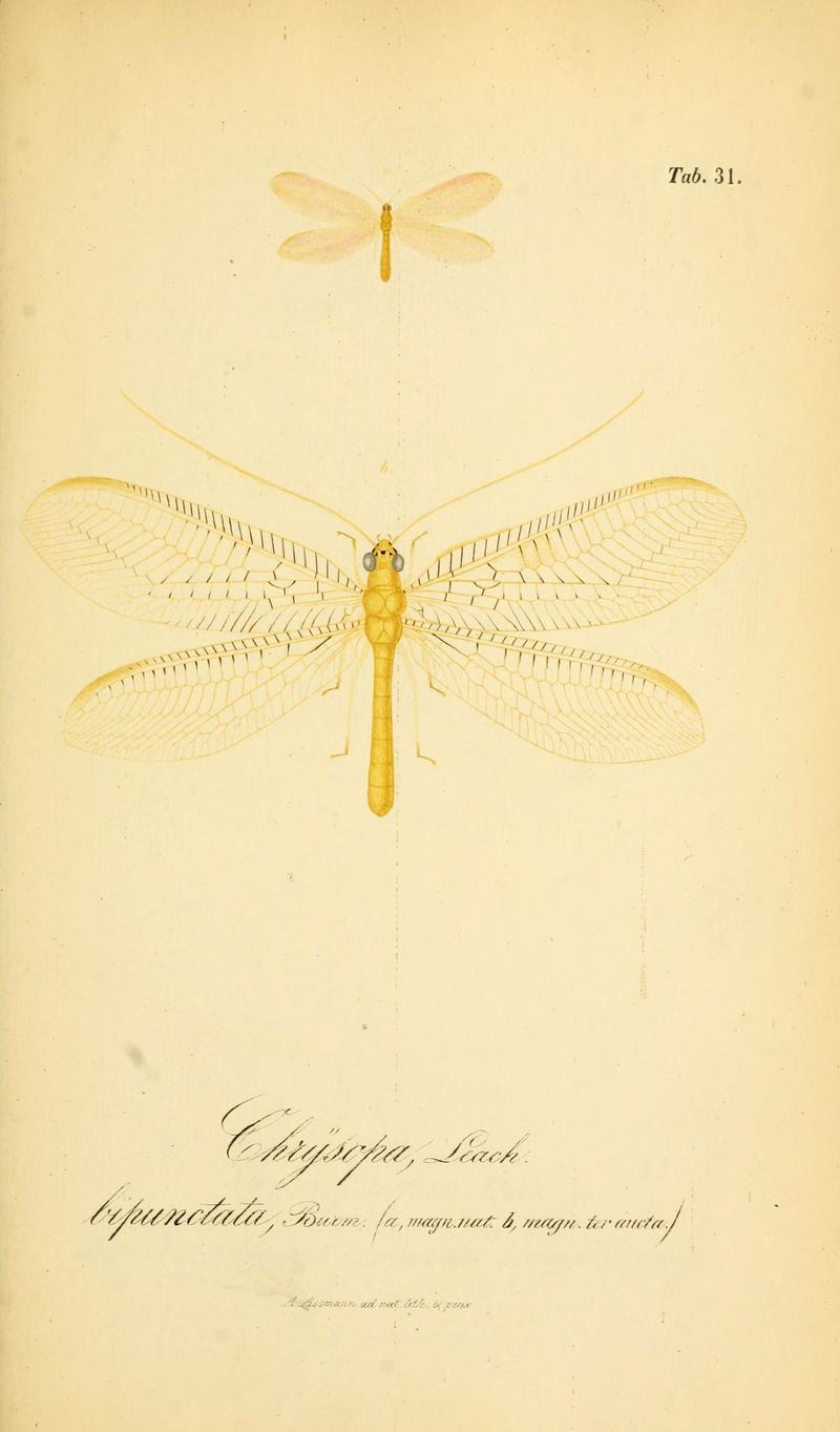 Symbolae ad monographiam generis chrysopae, Leach (6288927677)