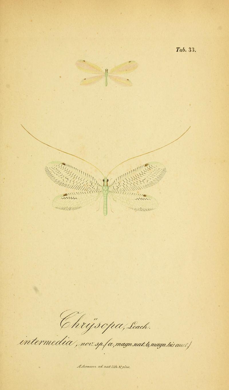 Symbolae ad monographiam generis chrysopae, Leach (6288928127)