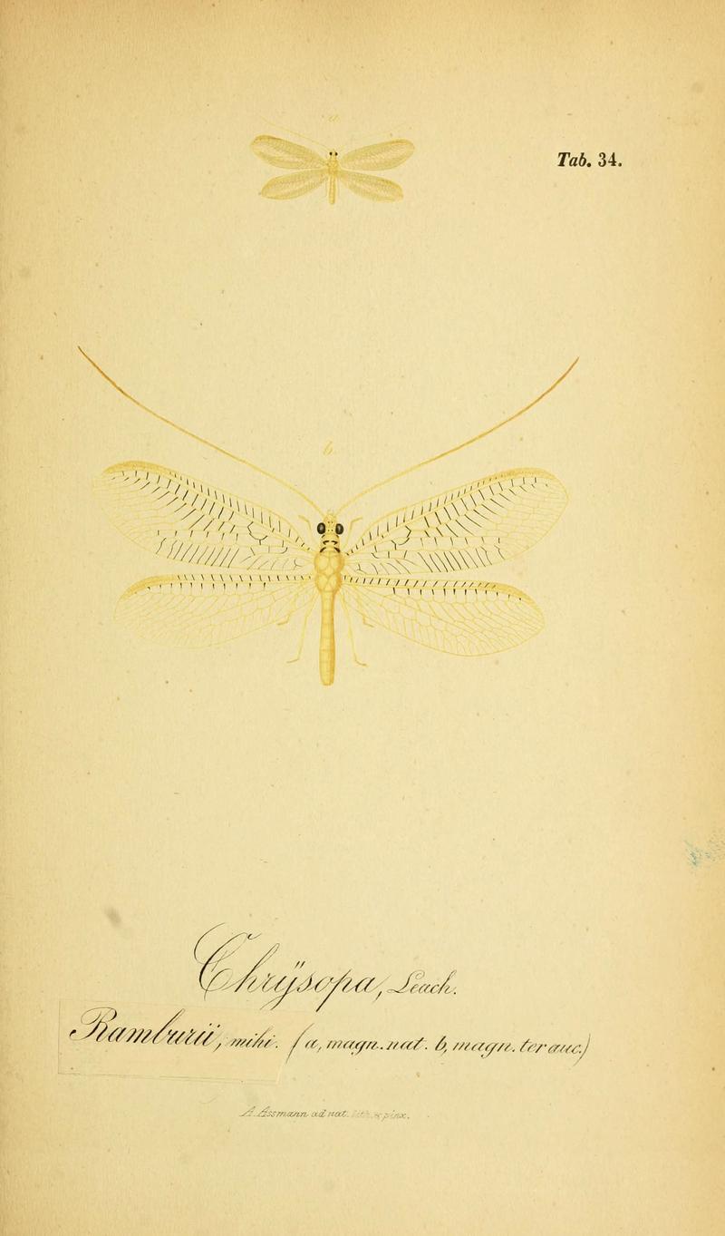 Symbolae ad monographiam generis chrysopae, Leach (6288928329)