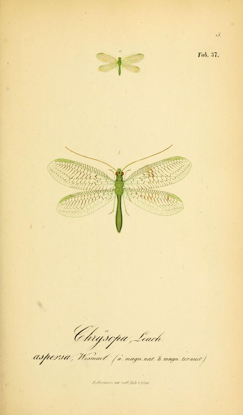 Symbolae ad monographiam generis chrysopae, Leach (6288929135)