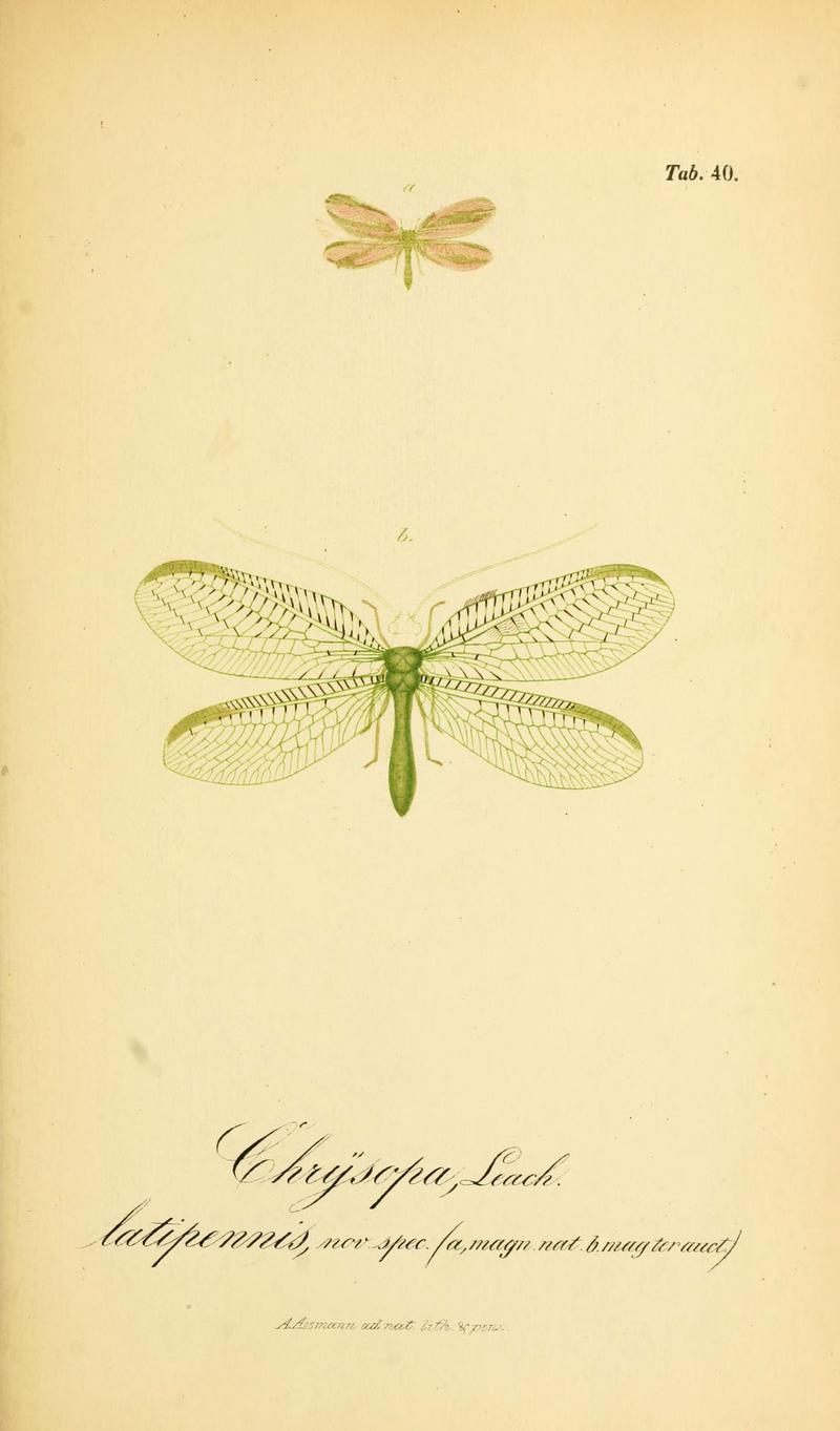Symbolae ad monographiam generis chrysopae, Leach (6288929895)