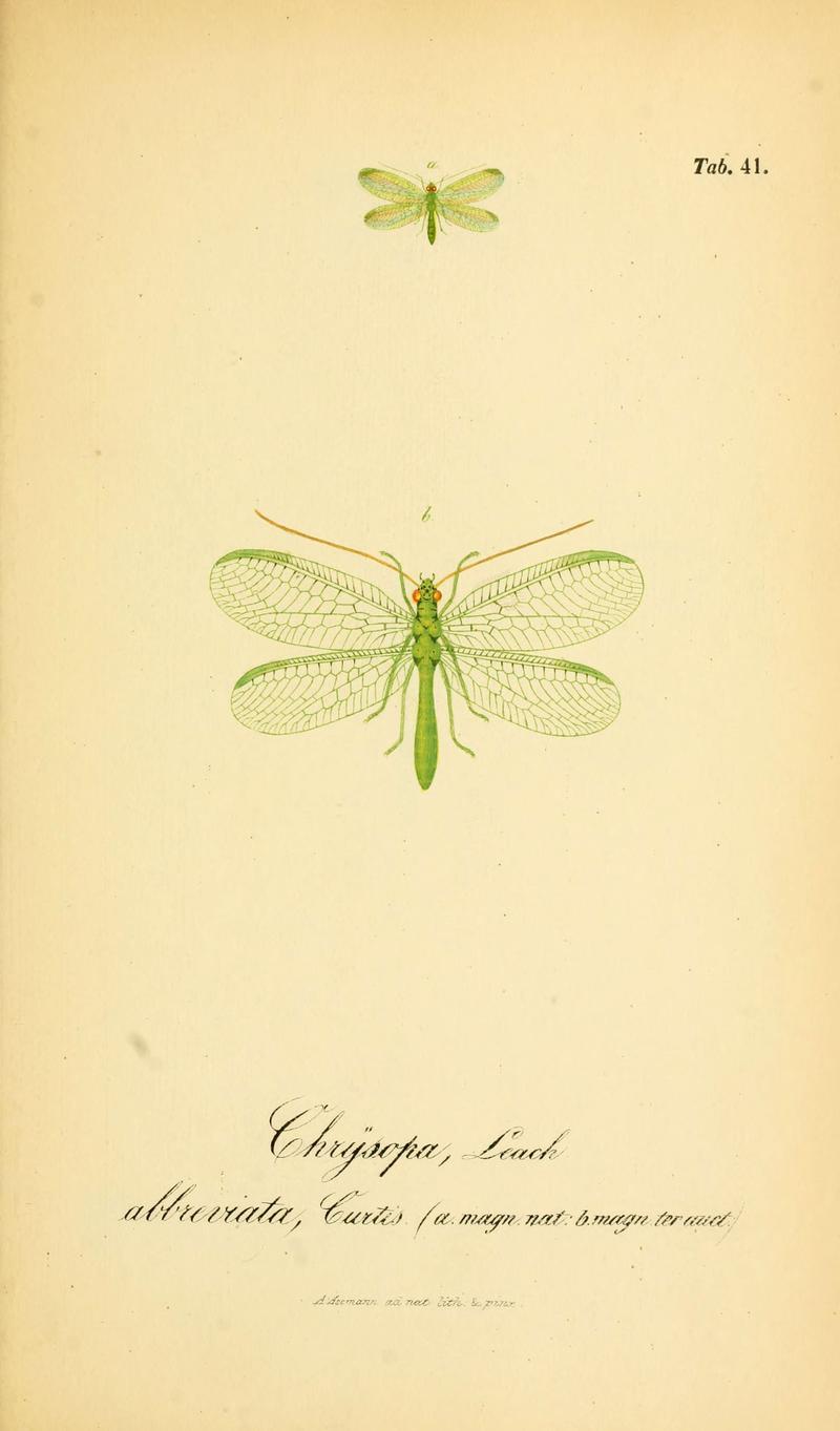 Symbolae ad monographiam generis chrysopae, Leach (6288930151)