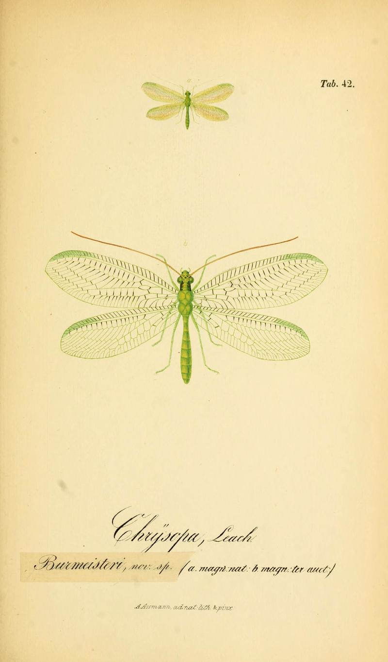 Symbolae ad monographiam generis chrysopae, Leach (6288930351)