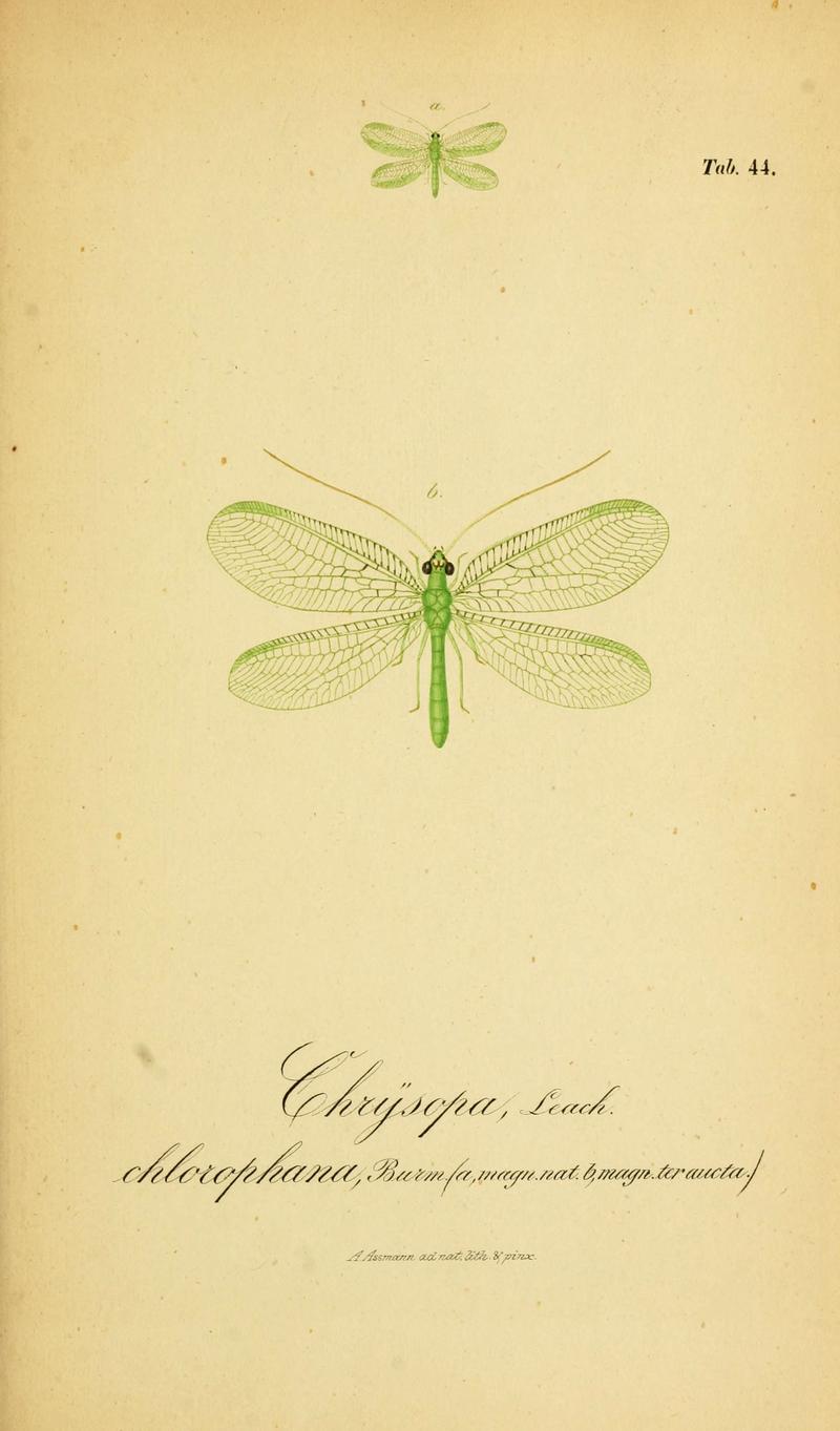 Symbolae ad monographiam generis chrysopae, Leach (6288930827)