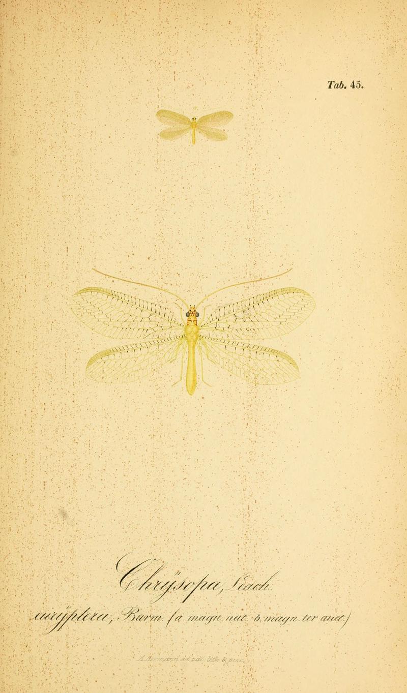 Symbolae ad monographiam generis chrysopae, Leach (6288931167)