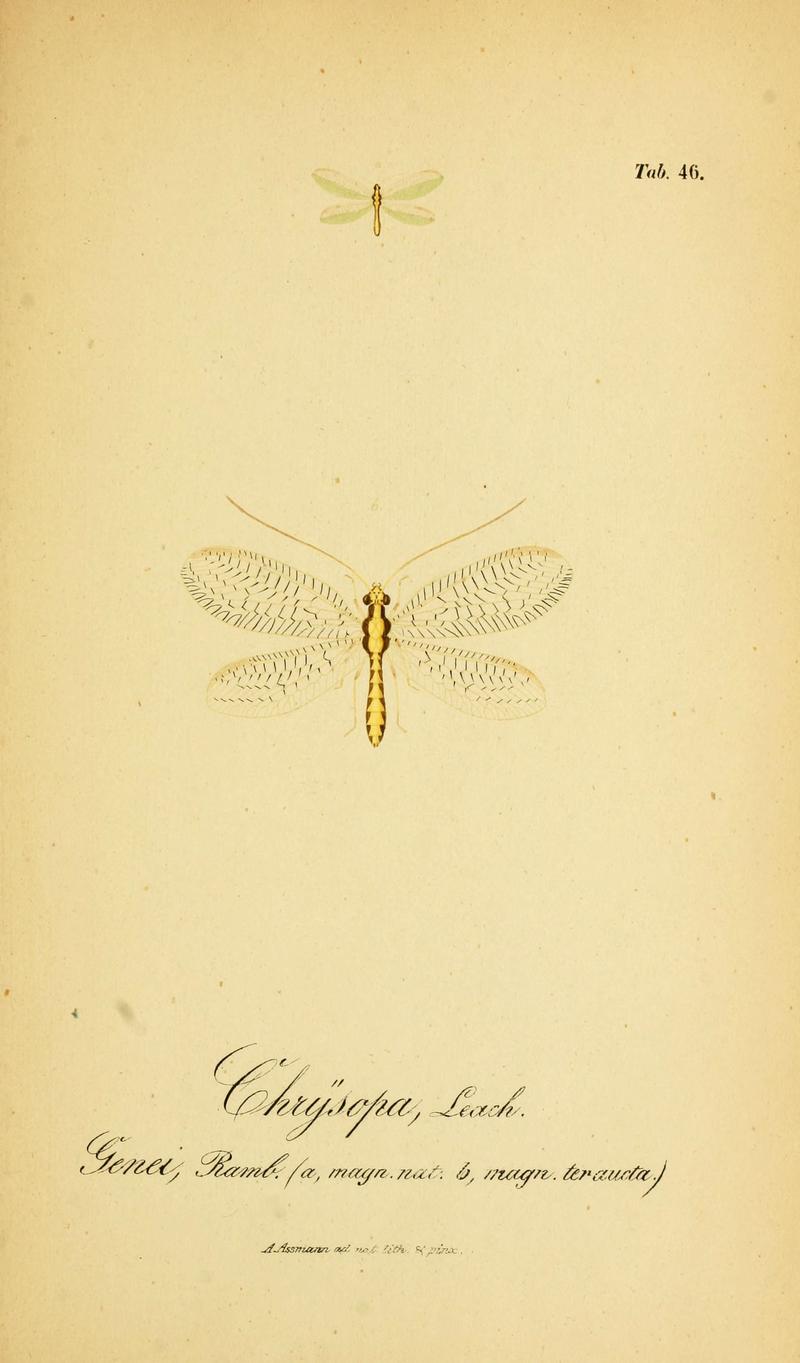 Symbolae ad monographiam generis chrysopae, Leach (6288931467)