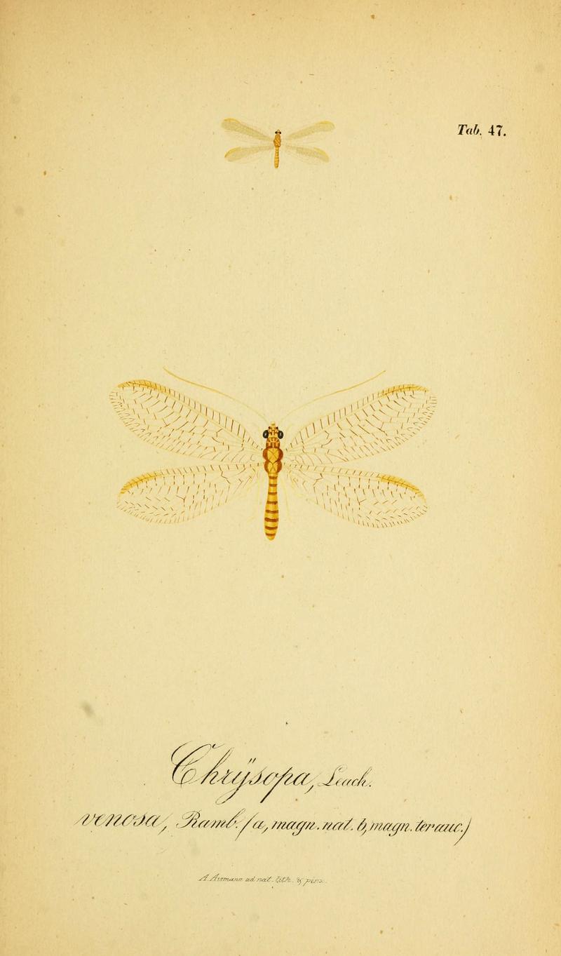 Symbolae ad monographiam generis chrysopae, Leach (6288931771)