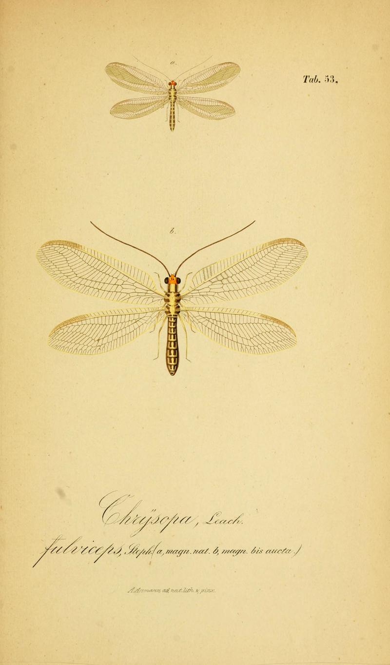 Symbolae ad monographiam generis chrysopae, Leach (6288933487)
