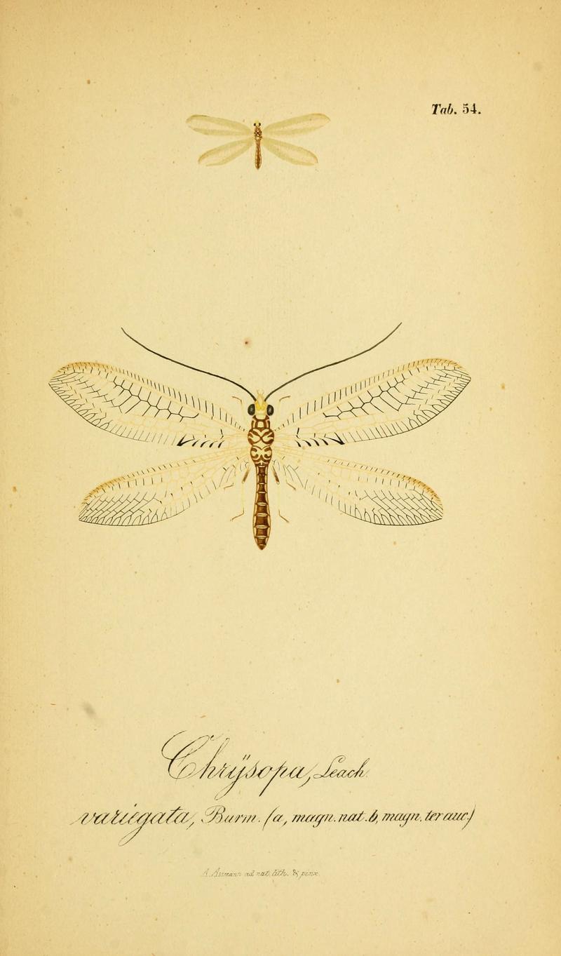 Symbolae ad monographiam generis chrysopae, Leach (6288933675)