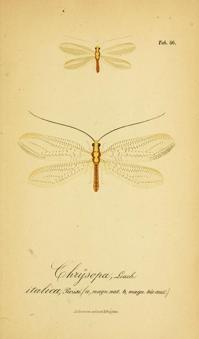 Symbolae ad monographiam generis chrysopae, Leach (6288934117)
