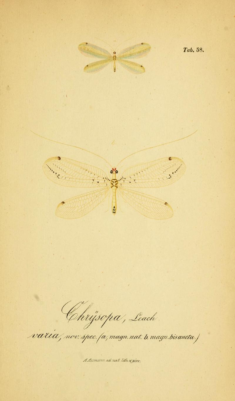 Symbolae ad monographiam generis chrysopae, Leach (6288934729)