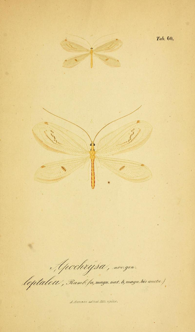 Symbolae ad monographiam generis chrysopae, Leach (6288935215)