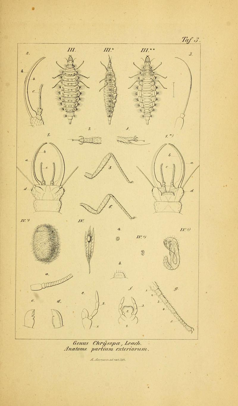 Symbolae ad monographiam generis chrysopae, Leach (6289440422)