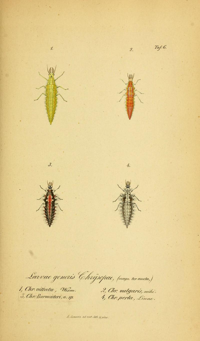 Symbolae ad monographiam generis chrysopae, Leach (6289441112)