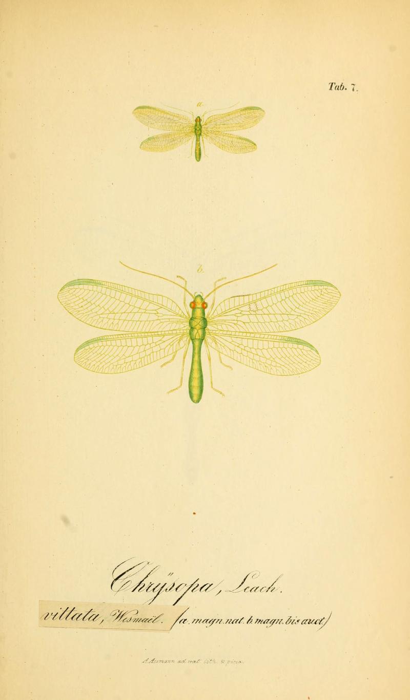 Symbolae ad monographiam generis chrysopae, Leach (6289441430)