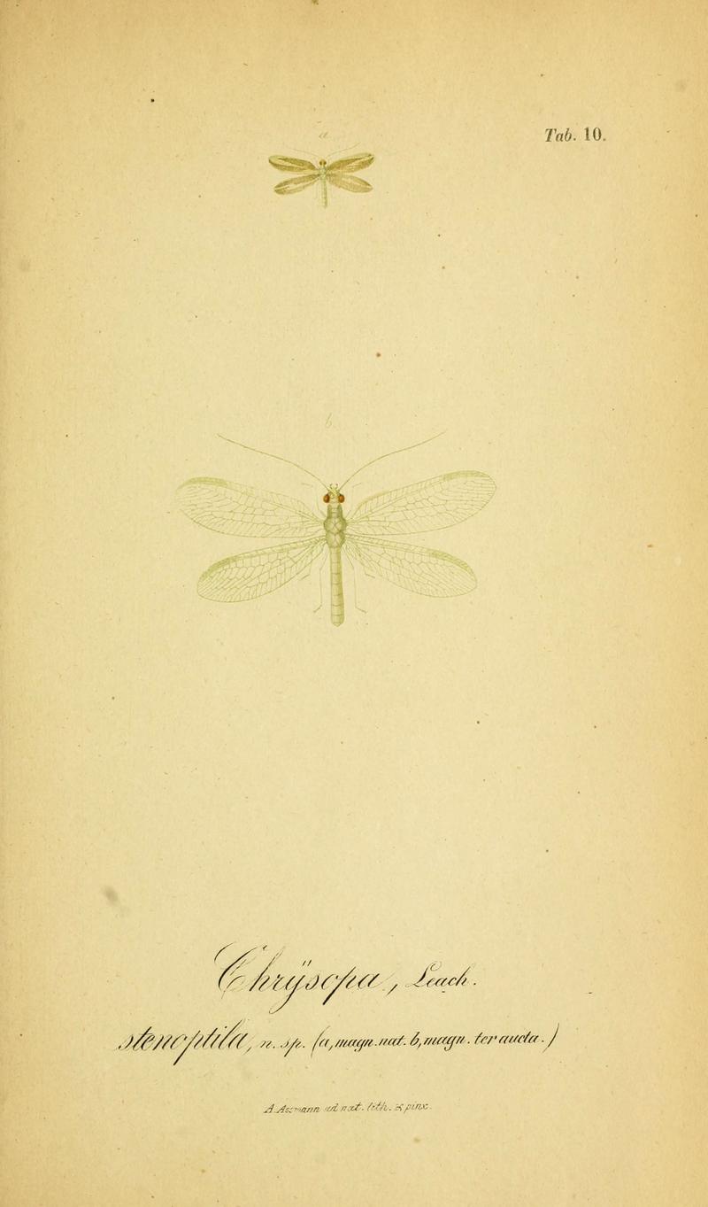 Symbolae ad monographiam generis chrysopae, Leach (6289442178)