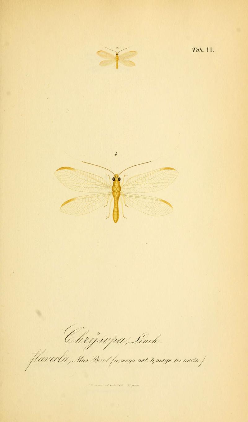 Symbolae ad monographiam generis chrysopae, Leach (6289442356)