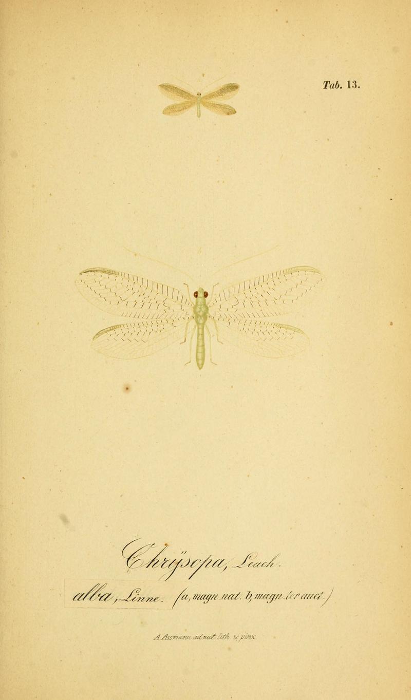Symbolae ad monographiam generis chrysopae, Leach (6289442762)