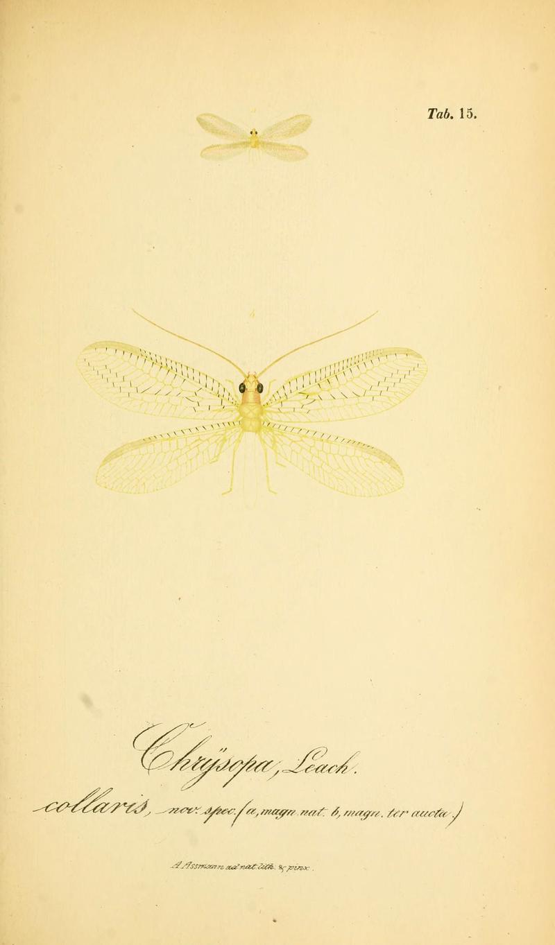Symbolae ad monographiam generis chrysopae, Leach (6289443208)