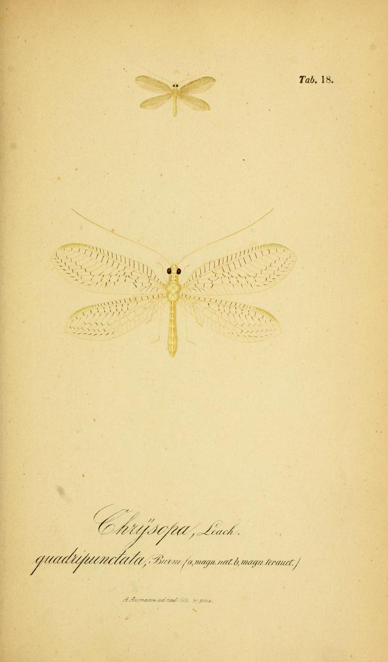 Symbolae ad monographiam generis chrysopae, Leach (6289443934)
