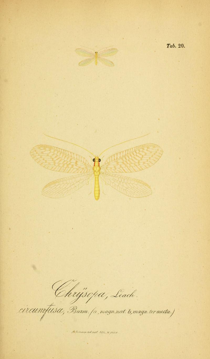 Symbolae ad monographiam generis chrysopae, Leach (6289444438)