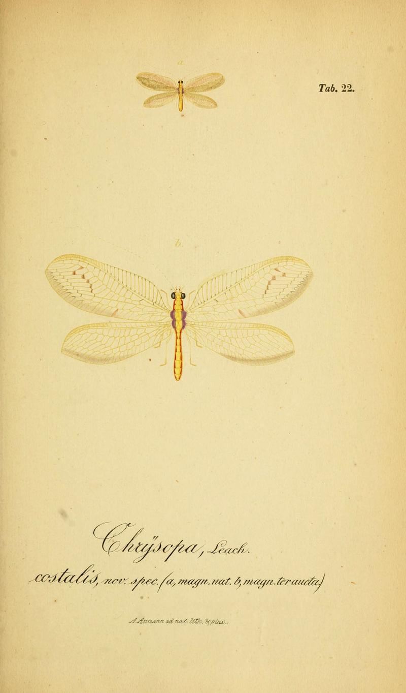 Symbolae ad monographiam generis chrysopae, Leach (6289445016)