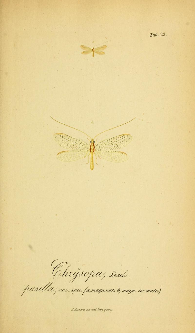 Symbolae ad monographiam generis chrysopae, Leach (6289445188)