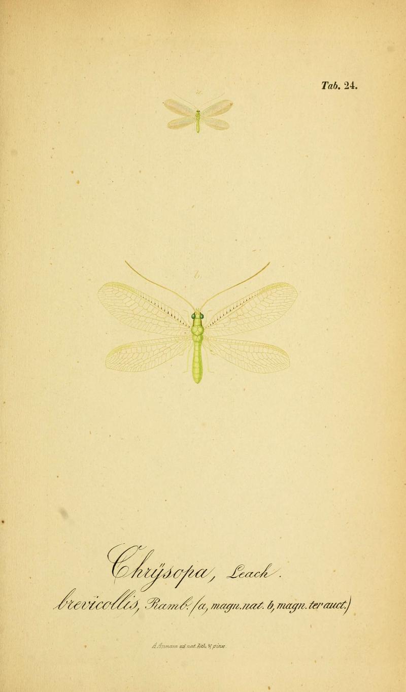 Symbolae ad monographiam generis chrysopae, Leach (6289445396)
