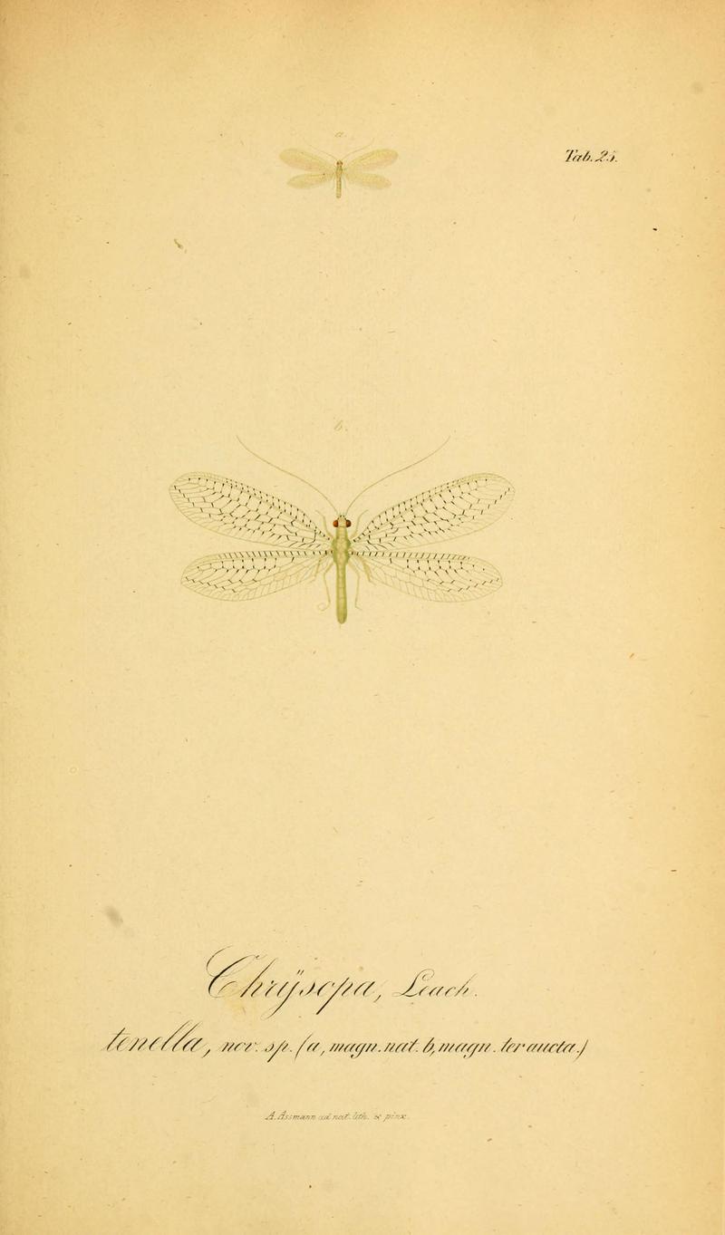 Symbolae ad monographiam generis chrysopae, Leach (6289445694)