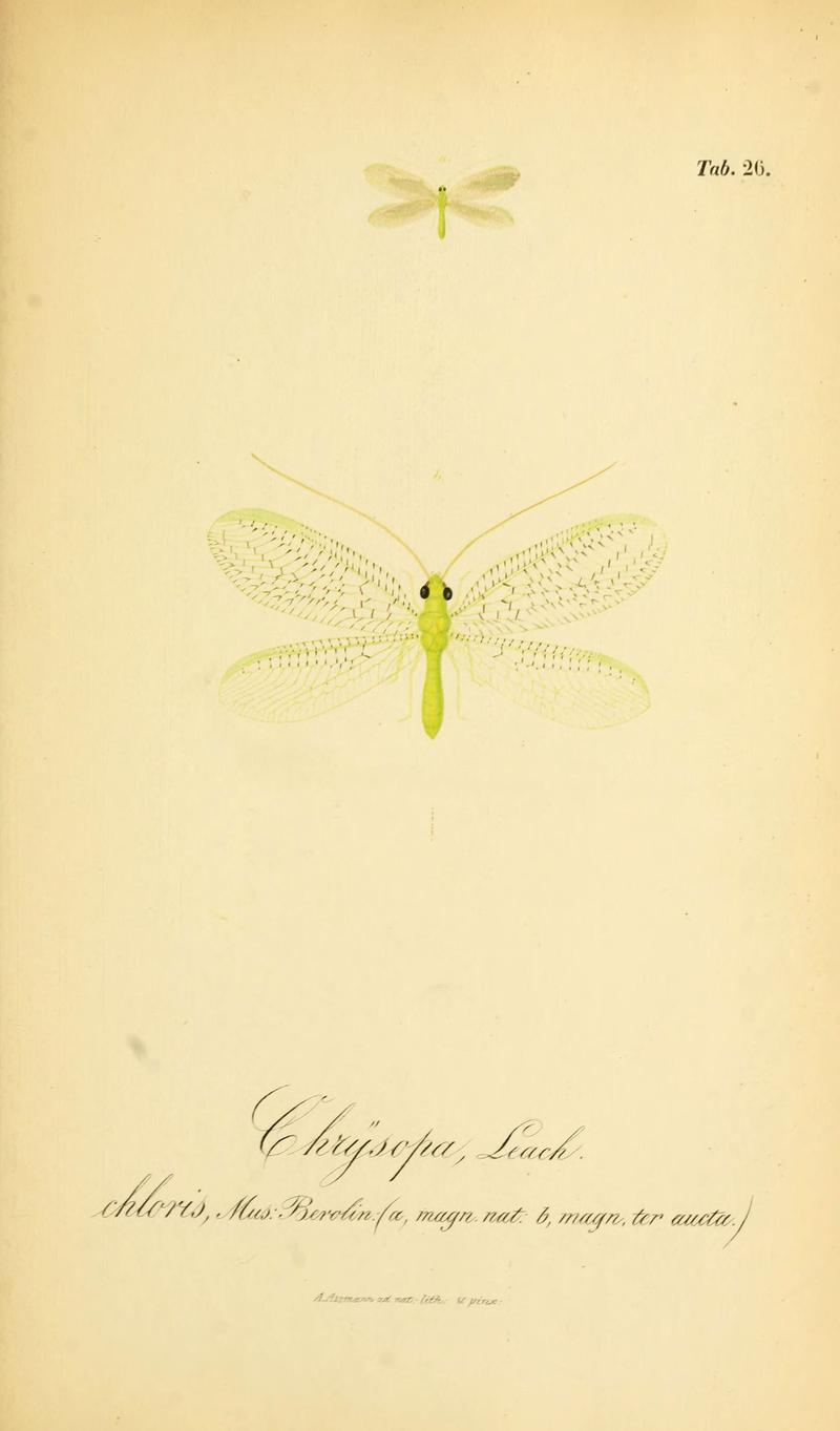 Symbolae ad monographiam generis chrysopae, Leach (6289445952)