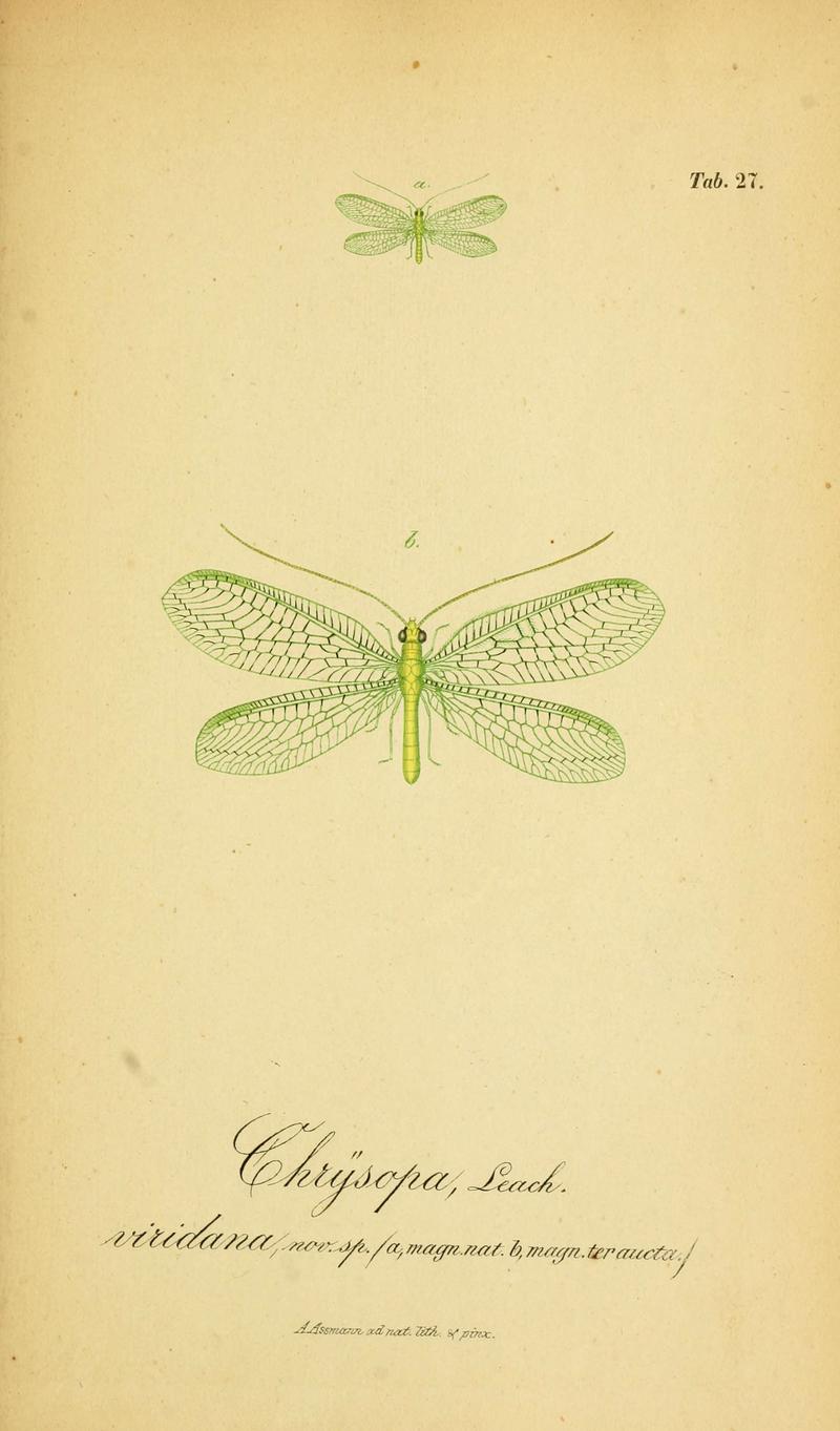 Symbolae ad monographiam generis chrysopae, Leach (6289446286)