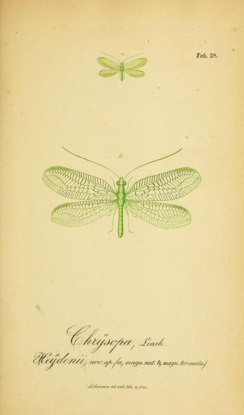 Symbolae ad monographiam generis chrysopae, Leach (6289446596)
