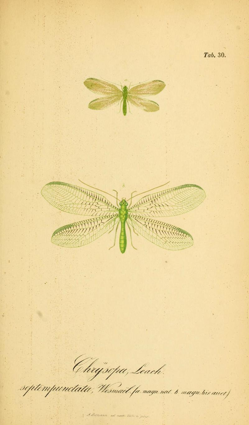 Symbolae ad monographiam generis chrysopae, Leach (6289447338)