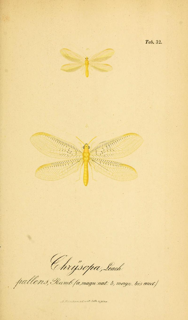 Symbolae ad monographiam generis chrysopae, Leach (6289447908)