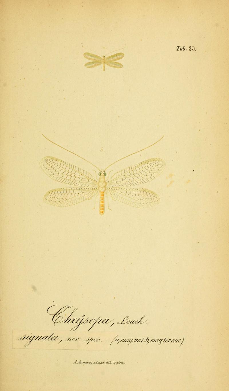 Symbolae ad monographiam generis chrysopae, Leach (6289448636)