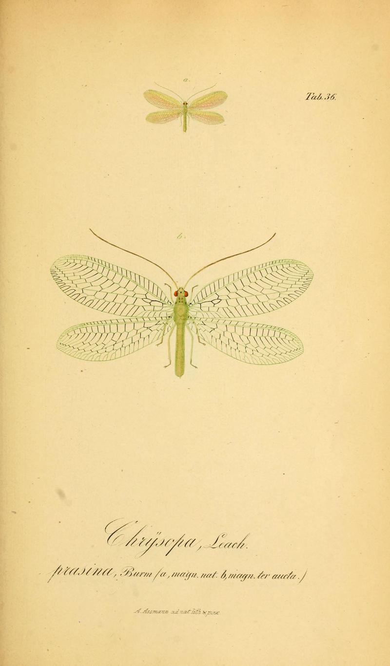 Symbolae ad monographiam generis chrysopae, Leach (6289448948)