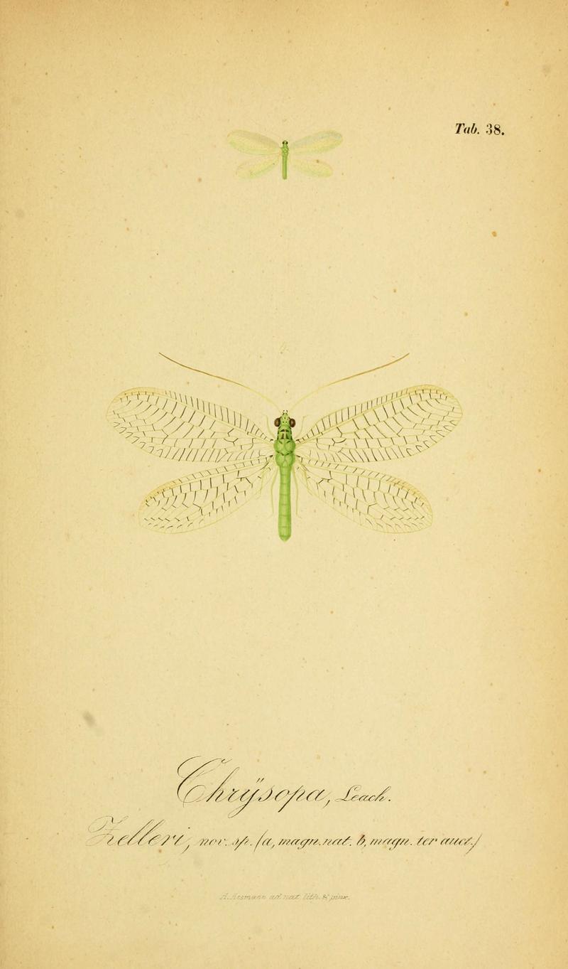 Symbolae ad monographiam generis chrysopae, Leach (6289449538)