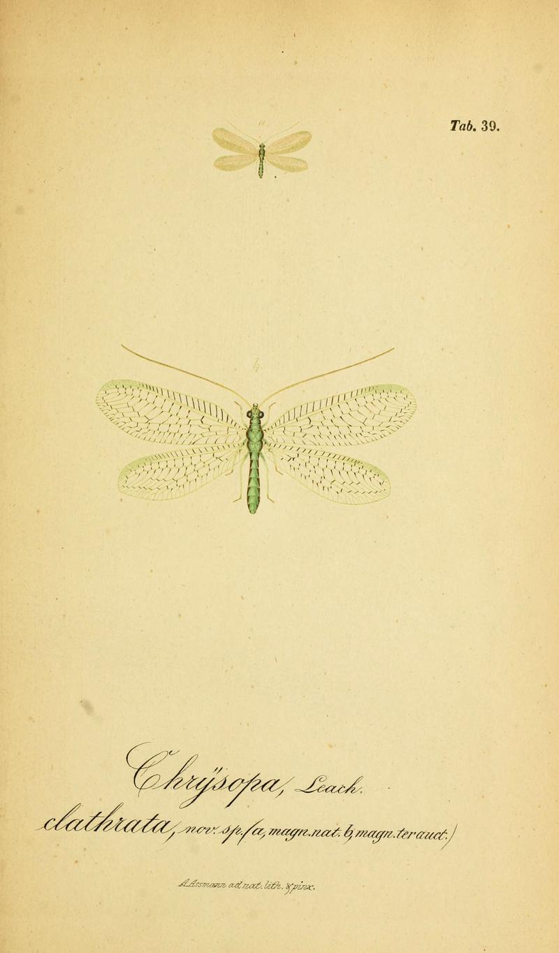 Symbolae ad monographiam generis chrysopae, Leach (6289449786)