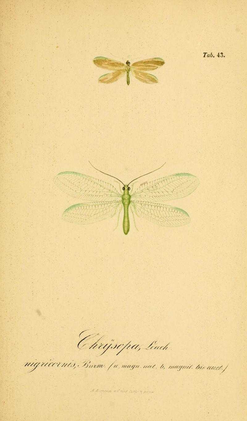 Symbolae ad monographiam generis chrysopae, Leach (6289450754)