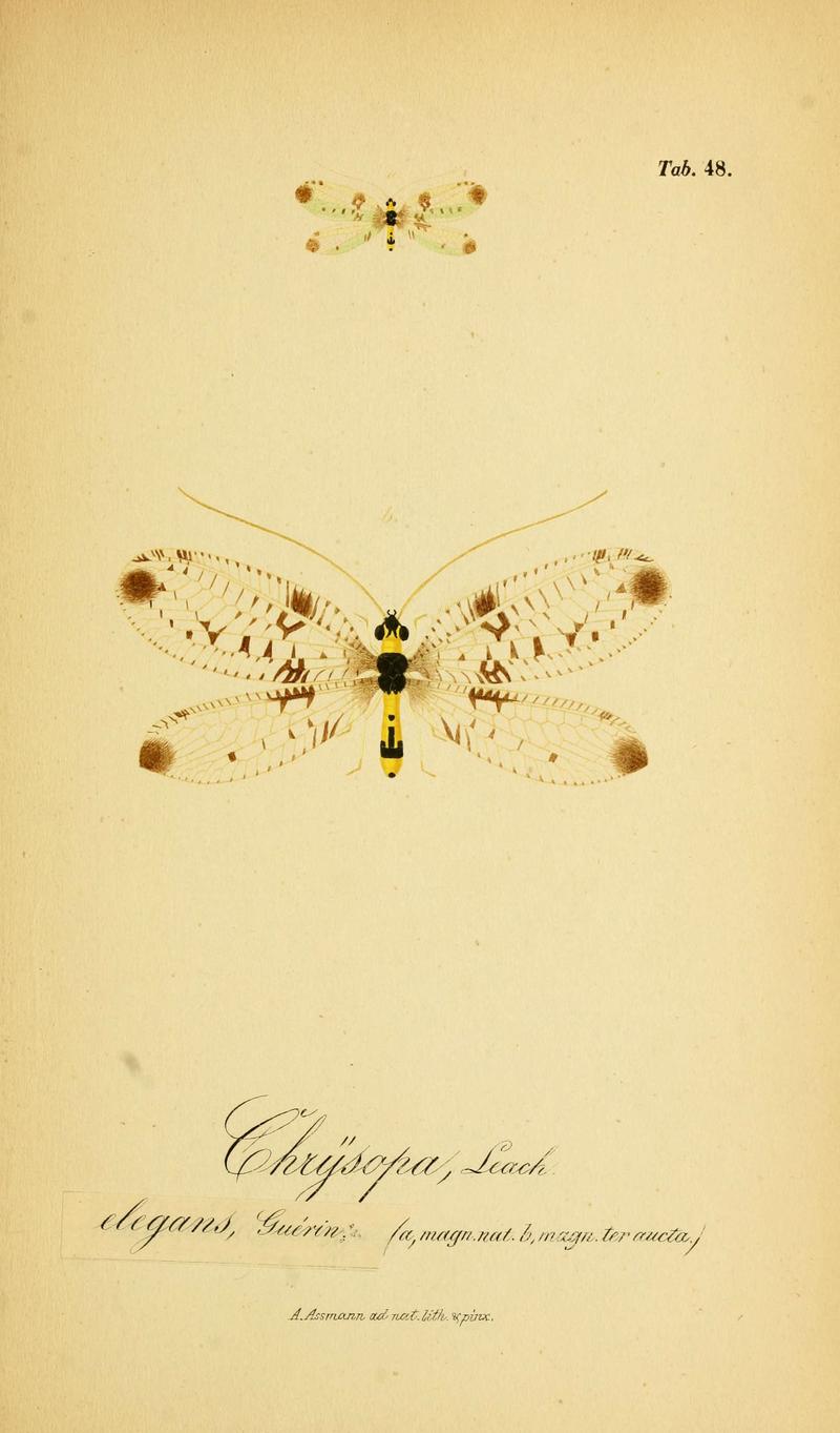 Symbolae ad monographiam generis chrysopae, Leach (6289452102)