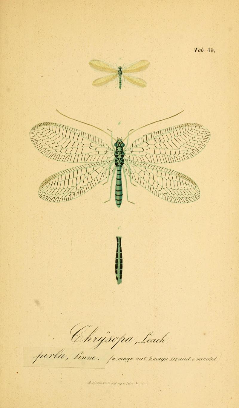 Symbolae ad monographiam generis chrysopae, Leach (6289452338)